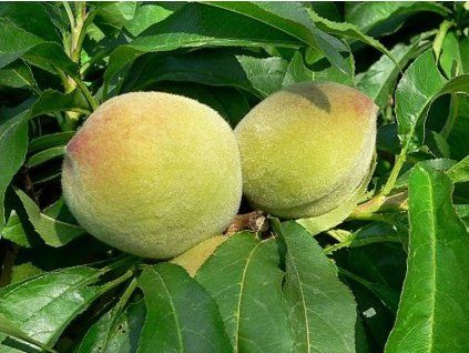 36954 broskvon bonanza