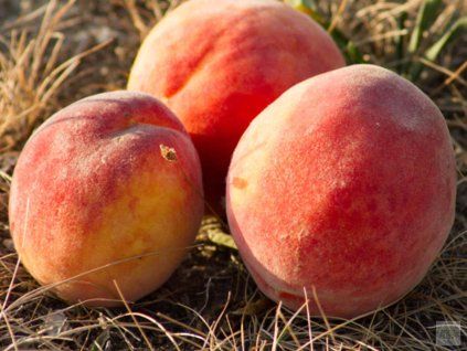 36969 broskvon cresthaven