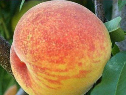 37014 broskvon fenix