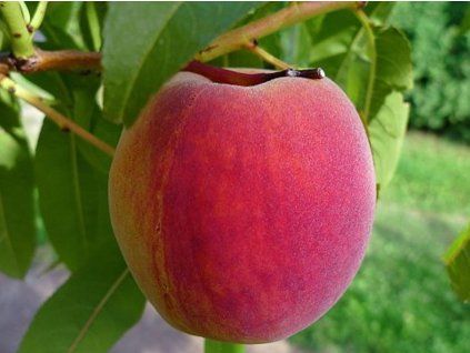 37107 broskvon redhaven