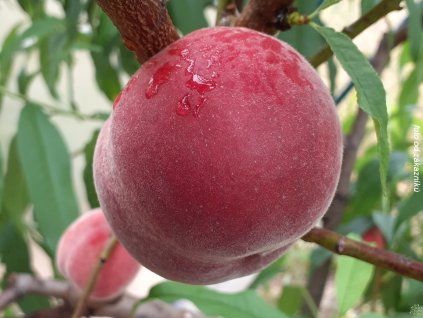 37161 1 broskvon springtime