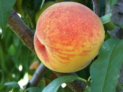 37185 broskvon vigril