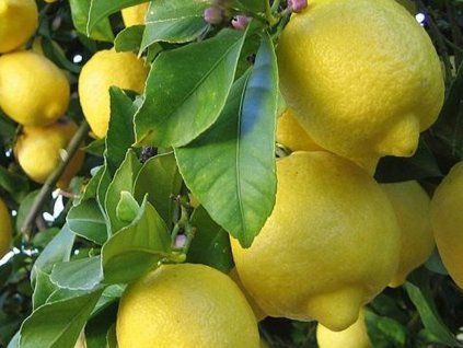 Citronovník 'Lemon' (Balení kontejner p19)