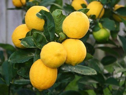 Citroník 'Meyer' (Balení kontejner p22)