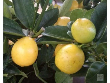 Citrus 'Lara' (Balení kontejner p14)