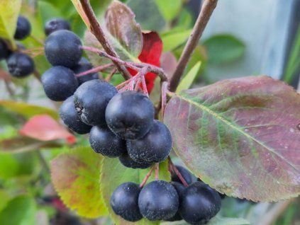 38052 aronie cerny jerab nero