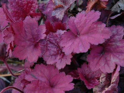 38694 1 plum