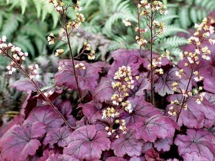 38769 1 plum royale