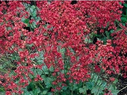 38853 1 ruby bells