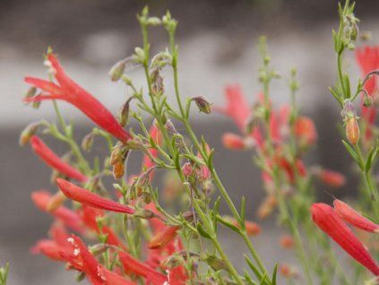 Penstemon pinifolius