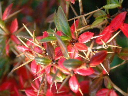 39336 1 red jewel