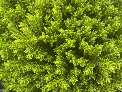 Hebe 'Green Globe' (Balení kontejner p12)