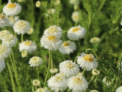 40119 hermanek rimsky plenum chamaemelum nobile plenum