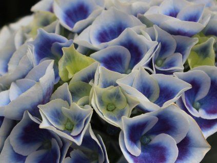 40587 1 tivoli blue