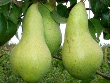 40893 hrusen abate fettel