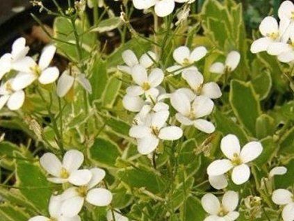 41337 1 housen k variegata