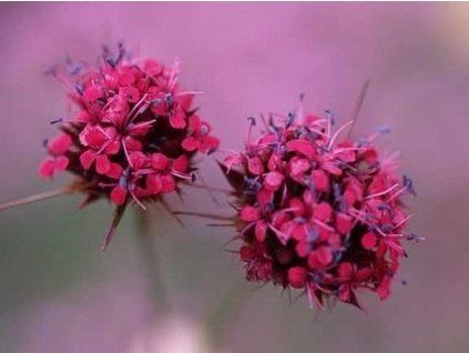 41646 1 pinifolius