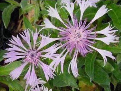 41919 1 carnea