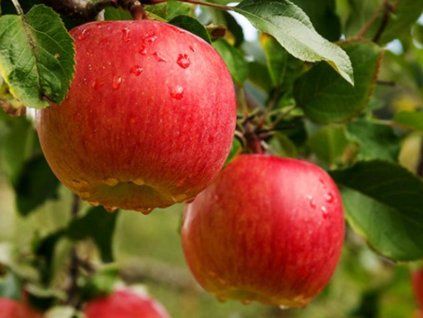 42441 jablon gala must