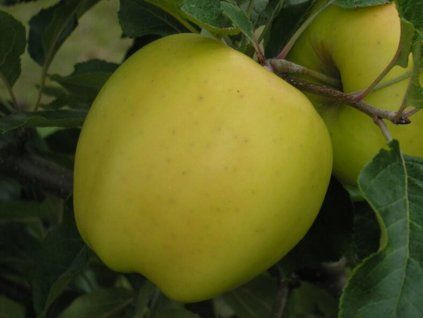 42582 1 jablon heliodor