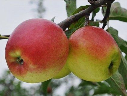 42753 jablon ligolina