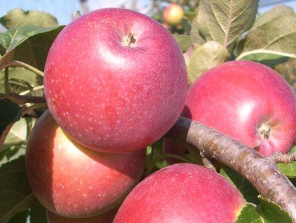 42864 jablon minerva