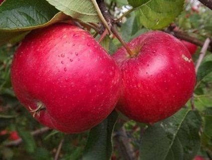 43170 jablon rubinola