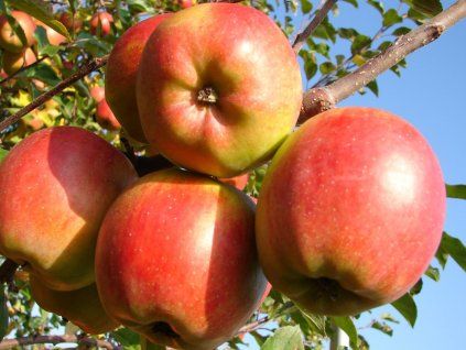 43221 jablon shalimar