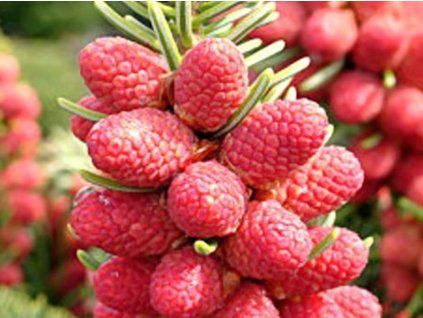 Jedle řecká 'Meyer's Dwarf' (Balení kontejner C5)