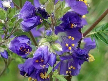 Jirnice modrá - Polemonium caeruleum (Balení kontejner p9)
