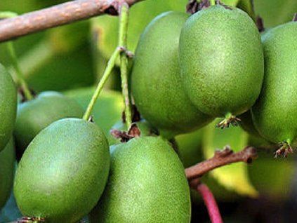 Kiwi 'Rogów' (Balení kontejner C2)