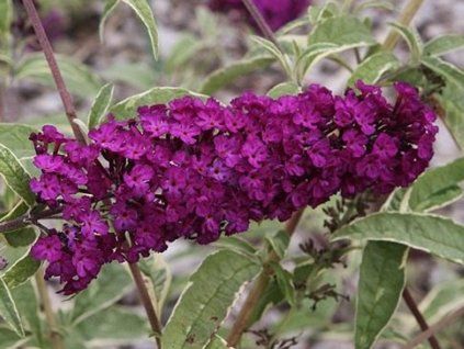Komule Davidova 'Harlequin' (Balení kontejner p12)