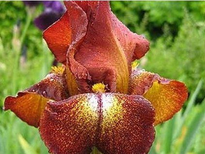 Kosatec německý 'Firecracker' - Iris germanica 'Firecracker' (Balení kontejner C2)