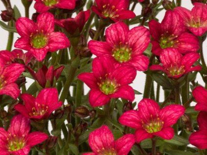 49860 1 alpino rose