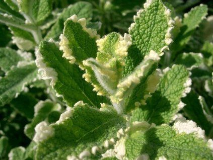 Máta ananasová (Balení kontejner p14)