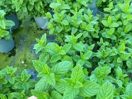 Máta huňatá (Balení kontejner p14)