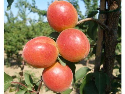 51285 1 merunka orange rubis