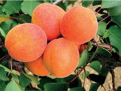 51381 merunka veselka