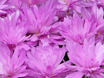 53814 ocun waterlily