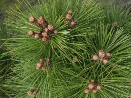 Borovice černá 'Pyramidata/Pyramidalis' (Balení kontejner p9)