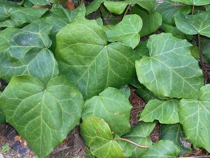 37317 brectan kavkazsky dentata