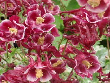 54063 winky red o