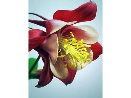 54078 1 cameo red