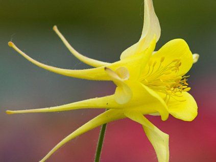 54120 1 yellow q