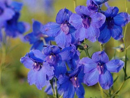 54420 1 blauer