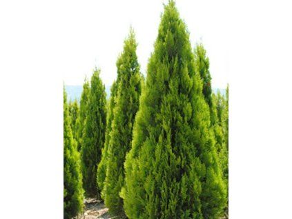 96248 pyramidalis aurea