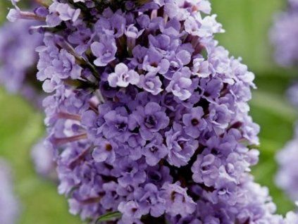 Komule Davidova 'High Five Purple' (Balení kontejner C3)