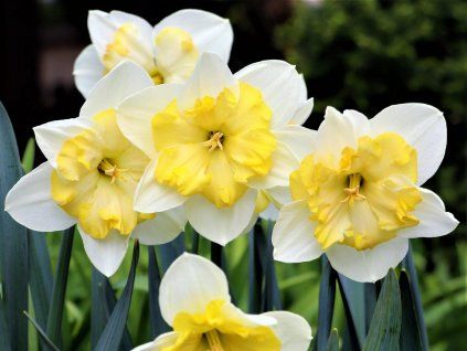 Narcyz "Bella Estrella"