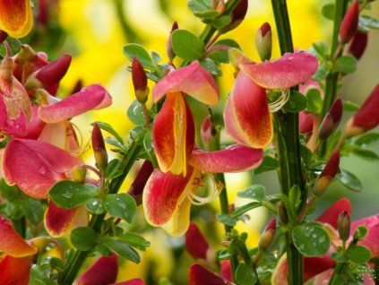 Čilimník 'Palette' (Balení kontejner p14)