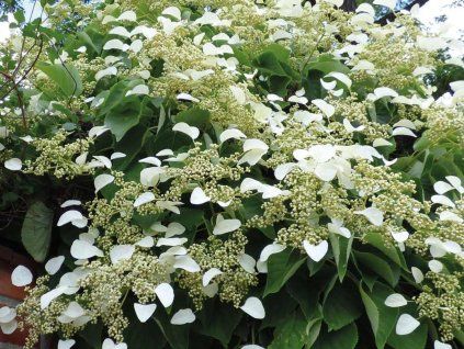 Hortenzie řapíkatá (Balení kontejner C3)